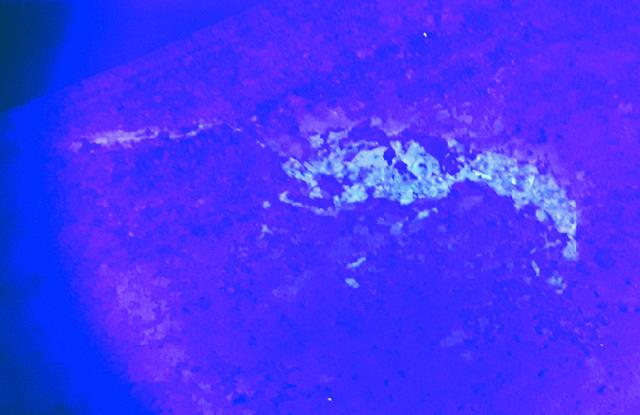 Mecochirus longimanatus SCHLOTHEIM 1820 mit Spur - Bild © FossNet FossilienStore